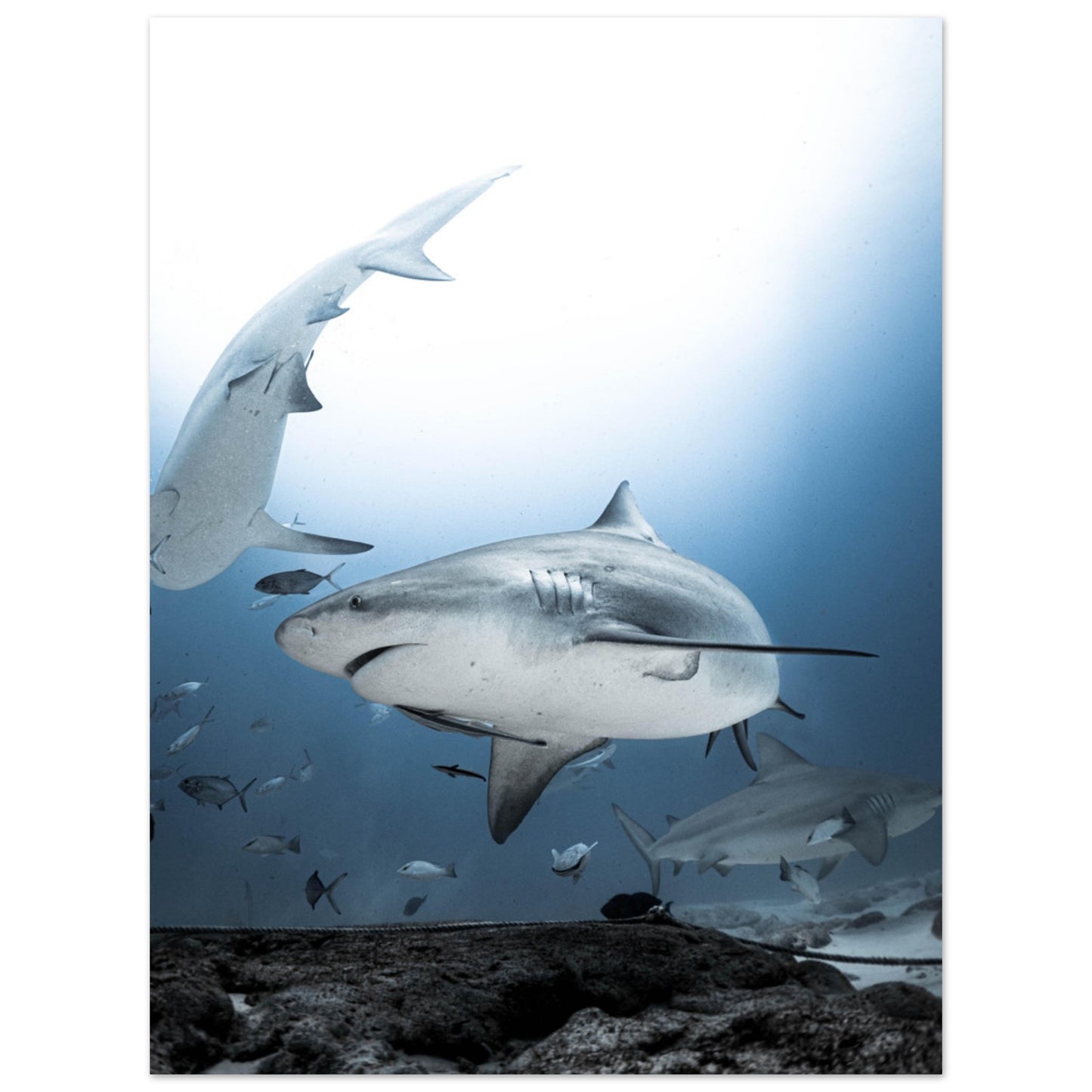 BULL SHARKS ENCOUNTER - MATTE POSTER