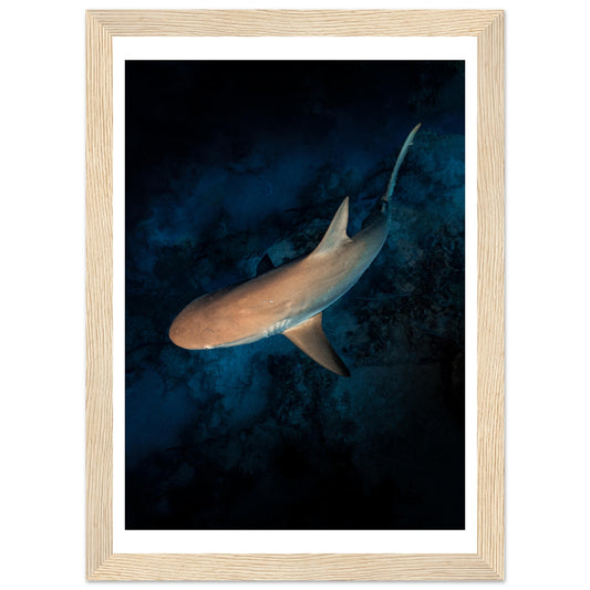 CURIOUS REEF SHARK - WOODEN FRAME