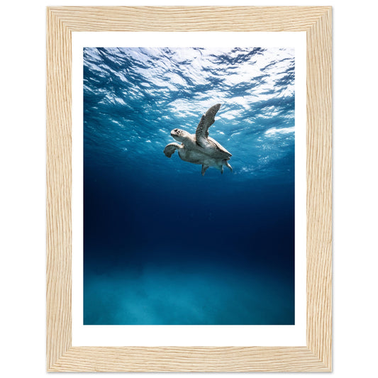 THE SEARCH OF MATE - TURTLE ODYSSEY - WOODEN FRAME
