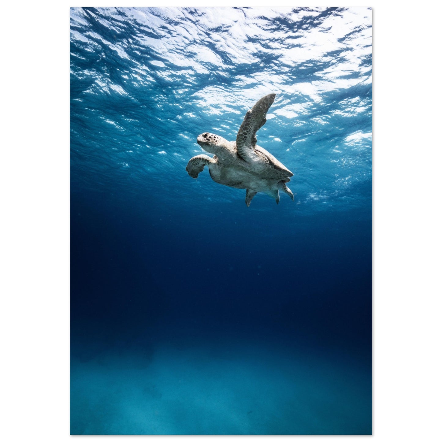 THE SEARCH OF MATE - TURTLE ODYSSEY - MATTE POSTER