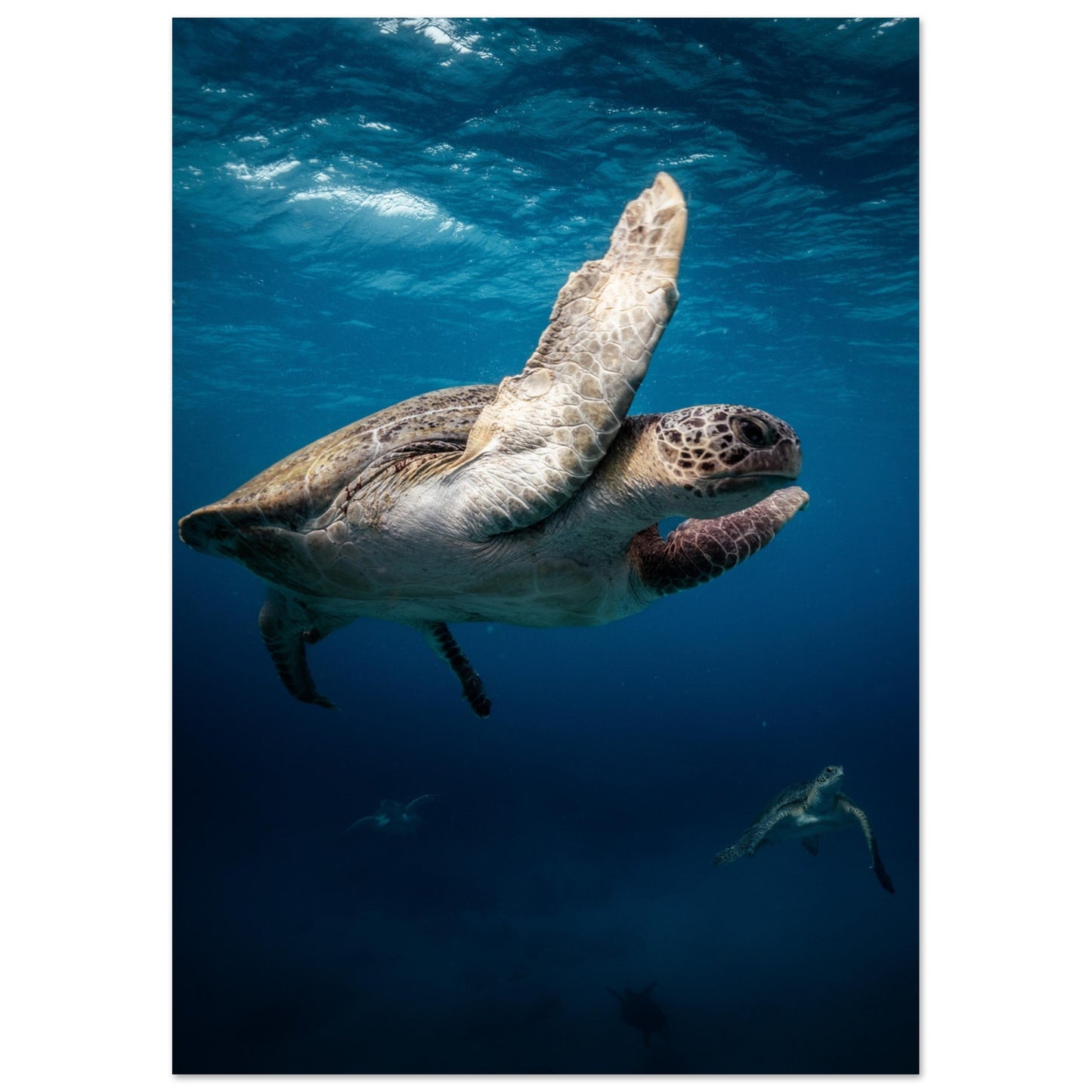 MATING SEA TURTLES - MATTE POSTER