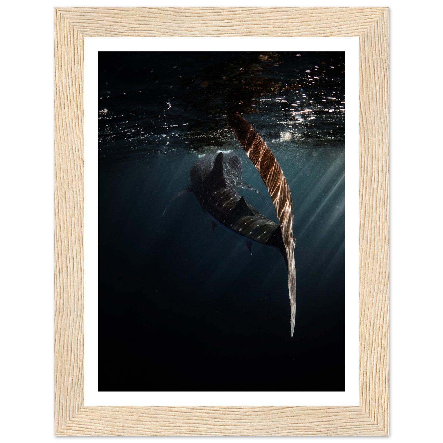 WHALE SHARK ENCOUNTER - WOODEN FRAME
