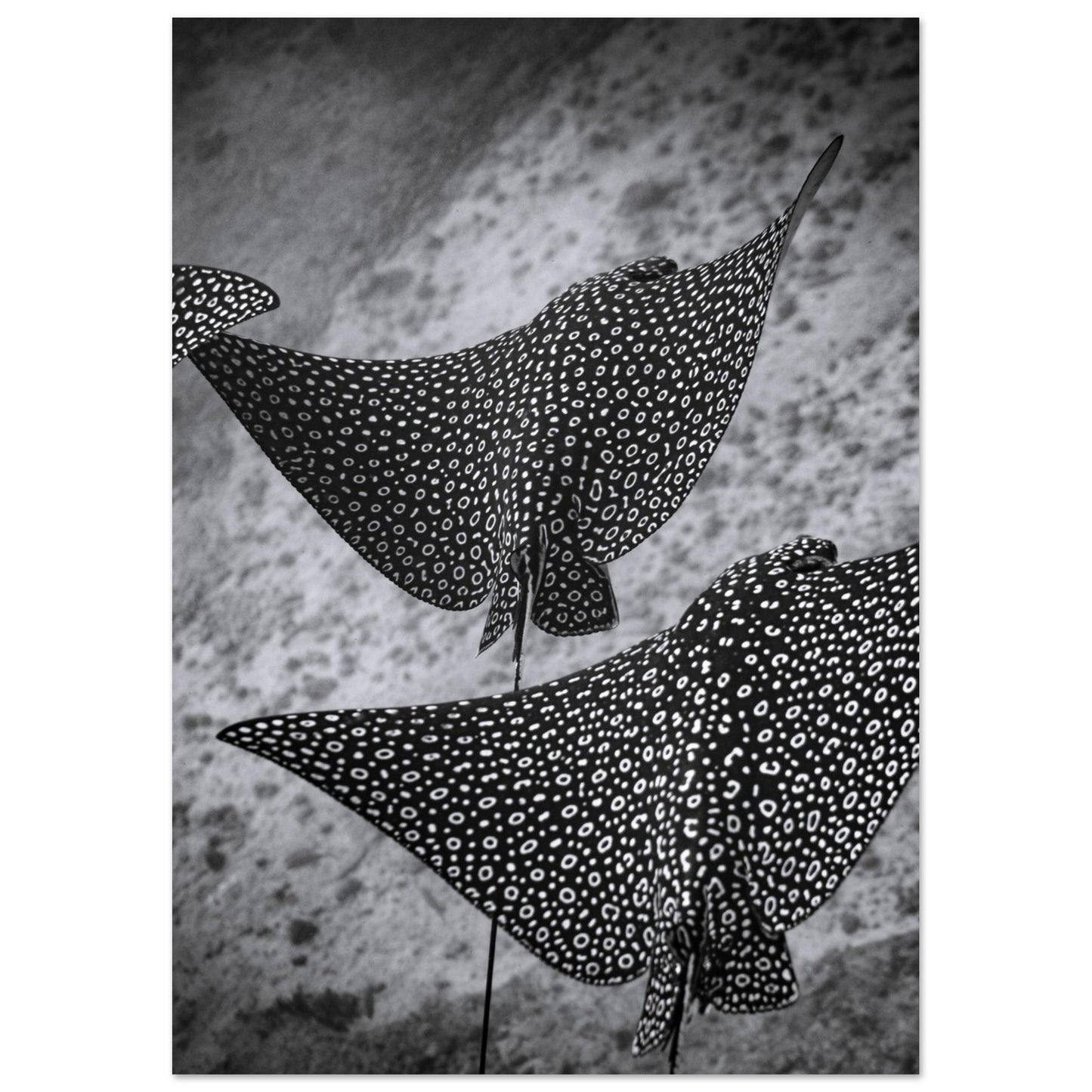 SPOTTED EAGLE RAY SQUAD - MATTE POSTER