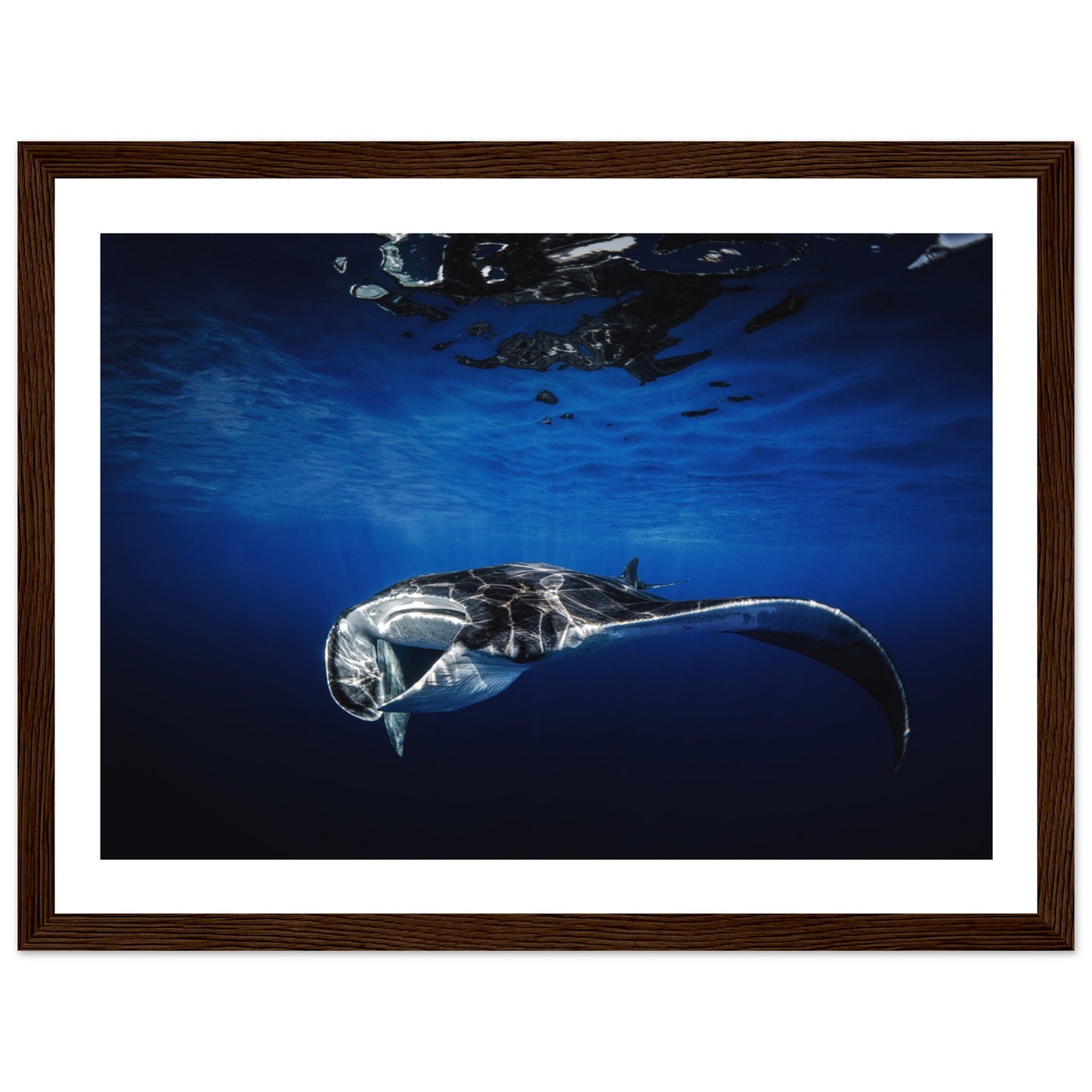 GIANT MANTA RAY - WOODEN FRAME