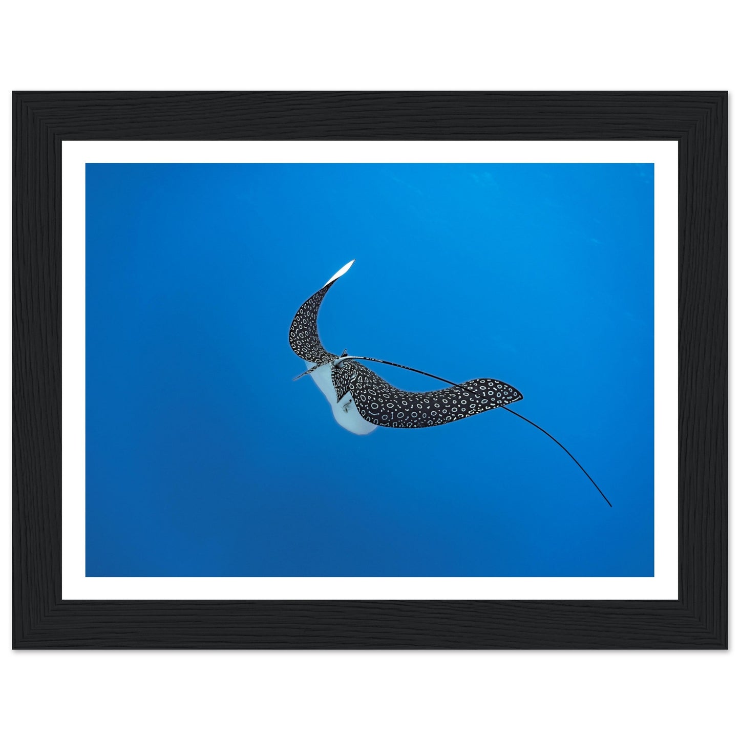 SPOTTED EAGLE RAY - WOODEN FRAME