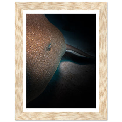 SLEEPING NURSE SHARK - WOODEN FRAME