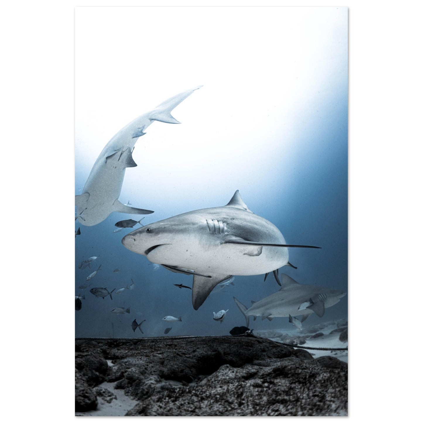 BULL SHARKS ENCOUNTER - MATTE POSTER