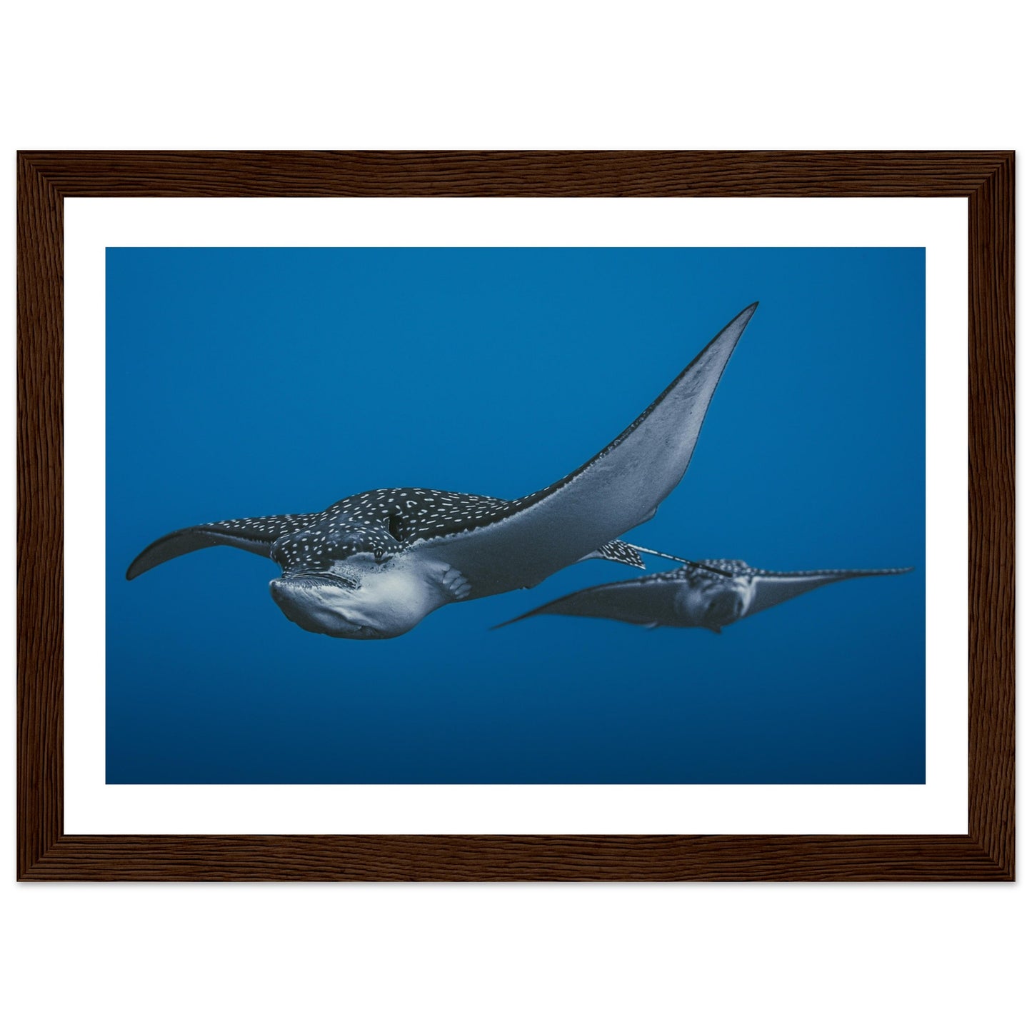 THE FLIGHT OF SPOTTED EAGLE RAYS - WOODEN FRAME