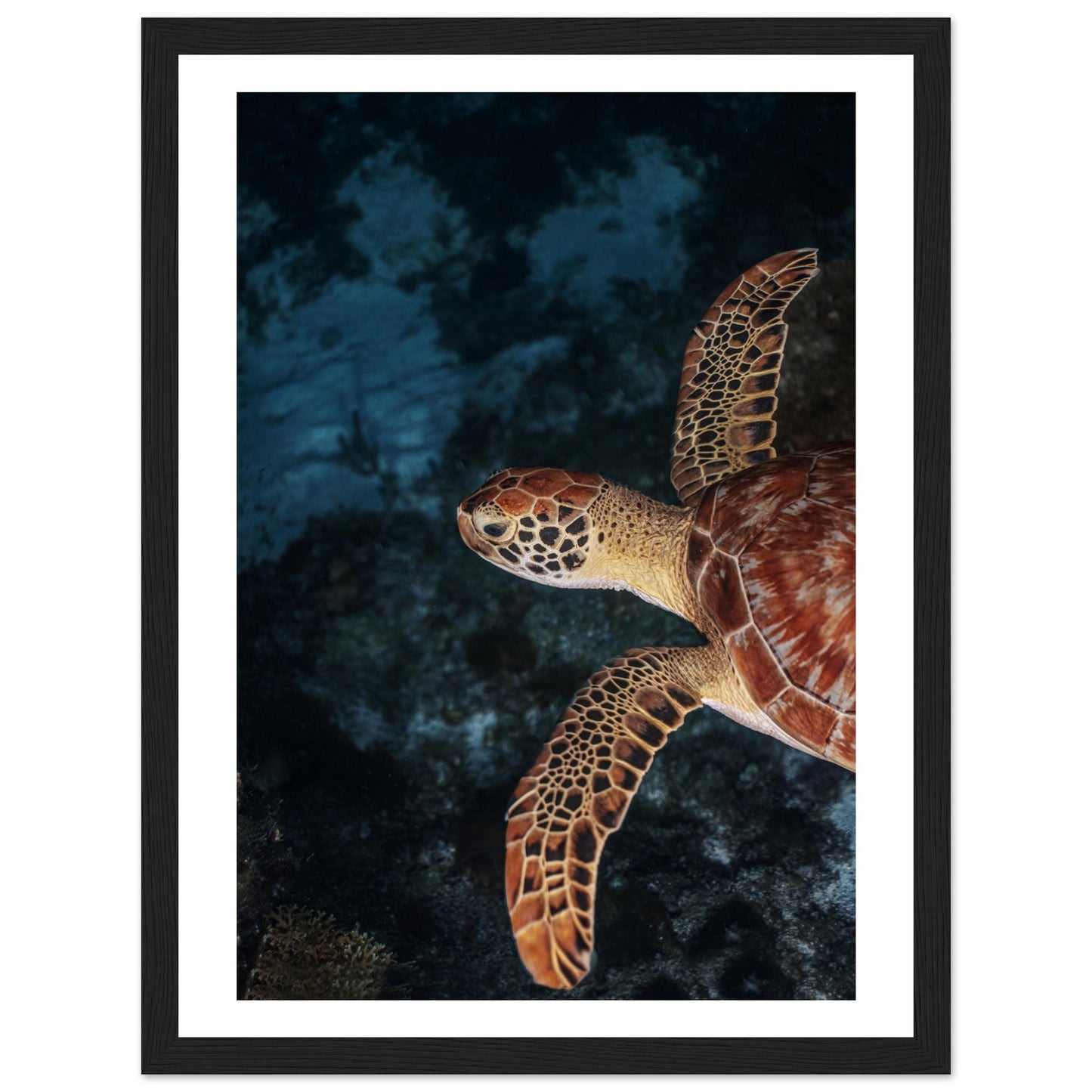 FLYING BABY TURTLE (PROFIL) - WOODEN FRAME
