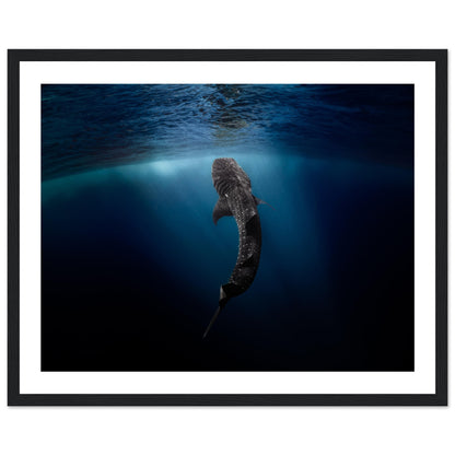 WHALE SHARK EATING AT THE SURFACE - WOODEN FRAME