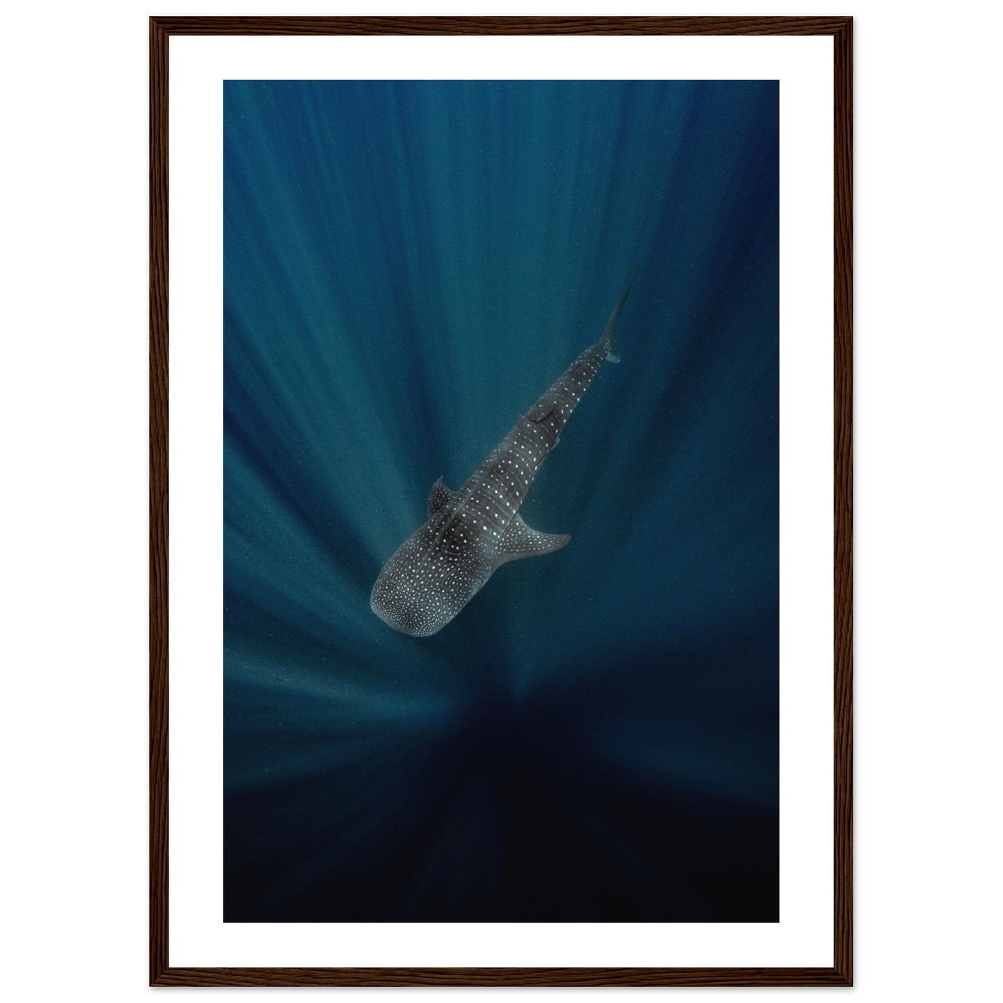 WHALE SHARK IN THE DARKNESS - WOODEN FRAME