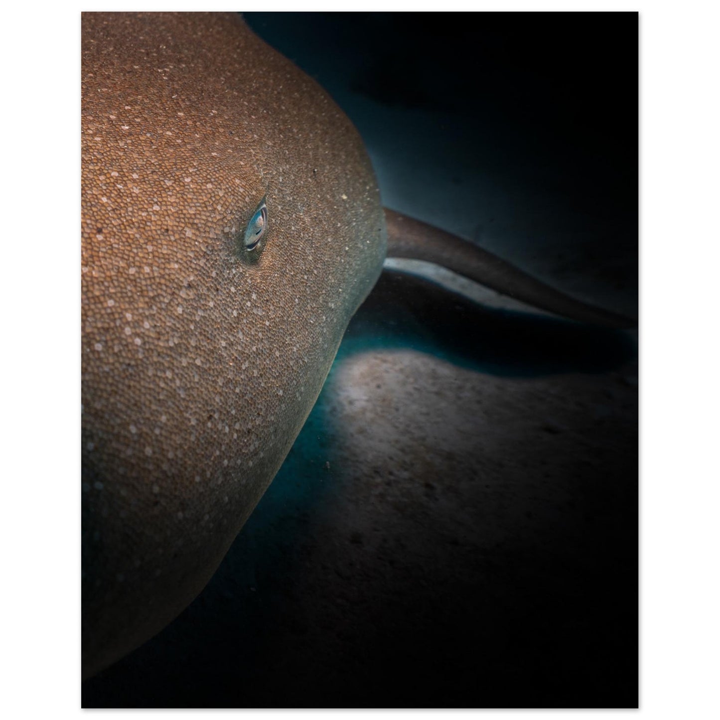 SLEEPING NURSE SHARK -  MATTE POSTER