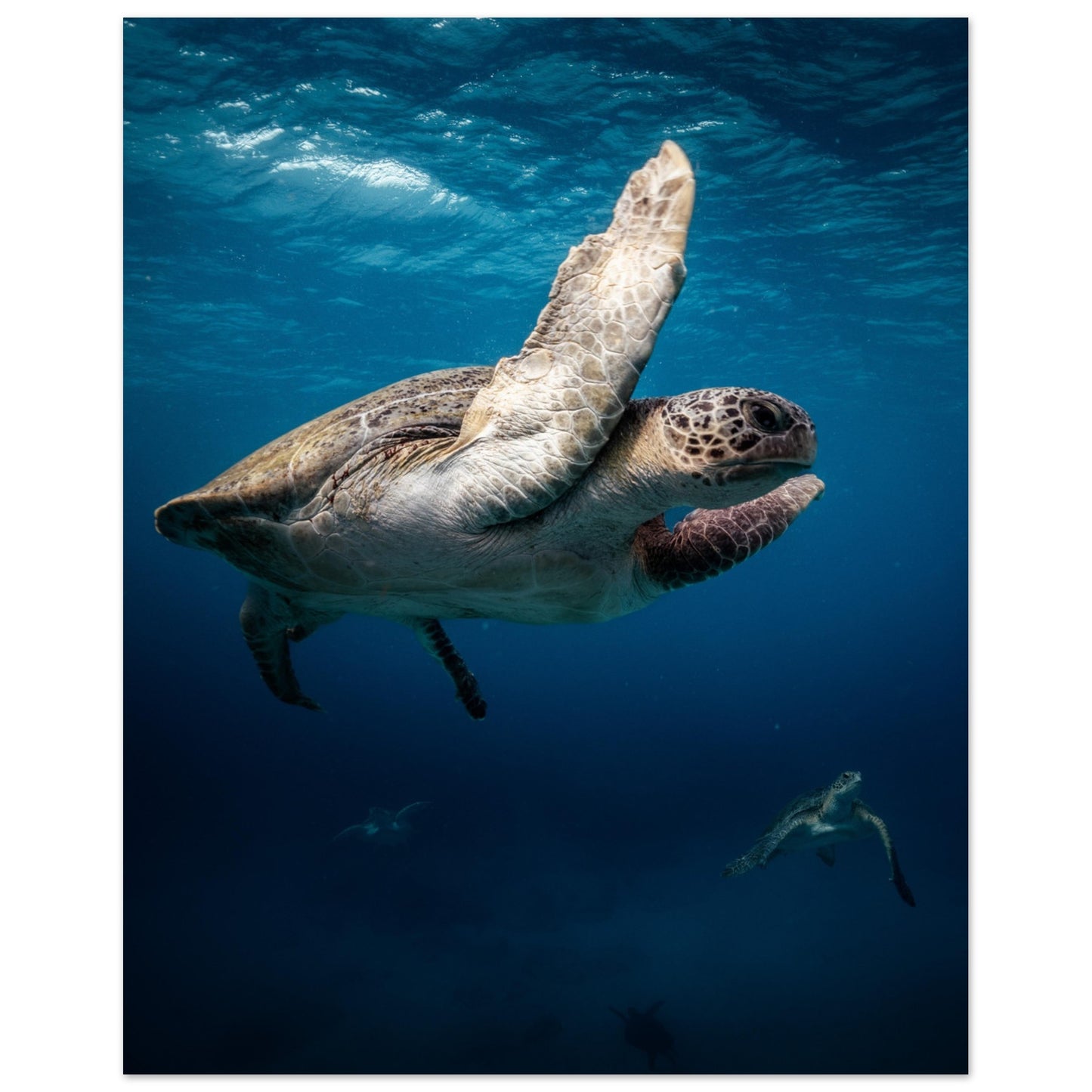 MATING SEA TURTLES - MATTE POSTER