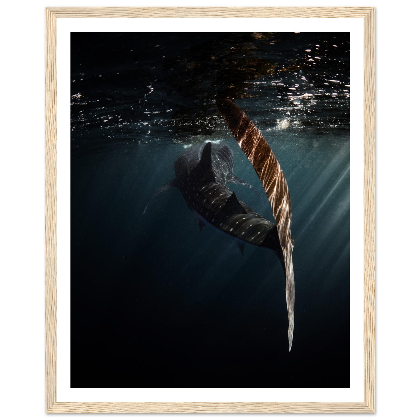 WHALE SHARK ENCOUNTER - WOODEN FRAME