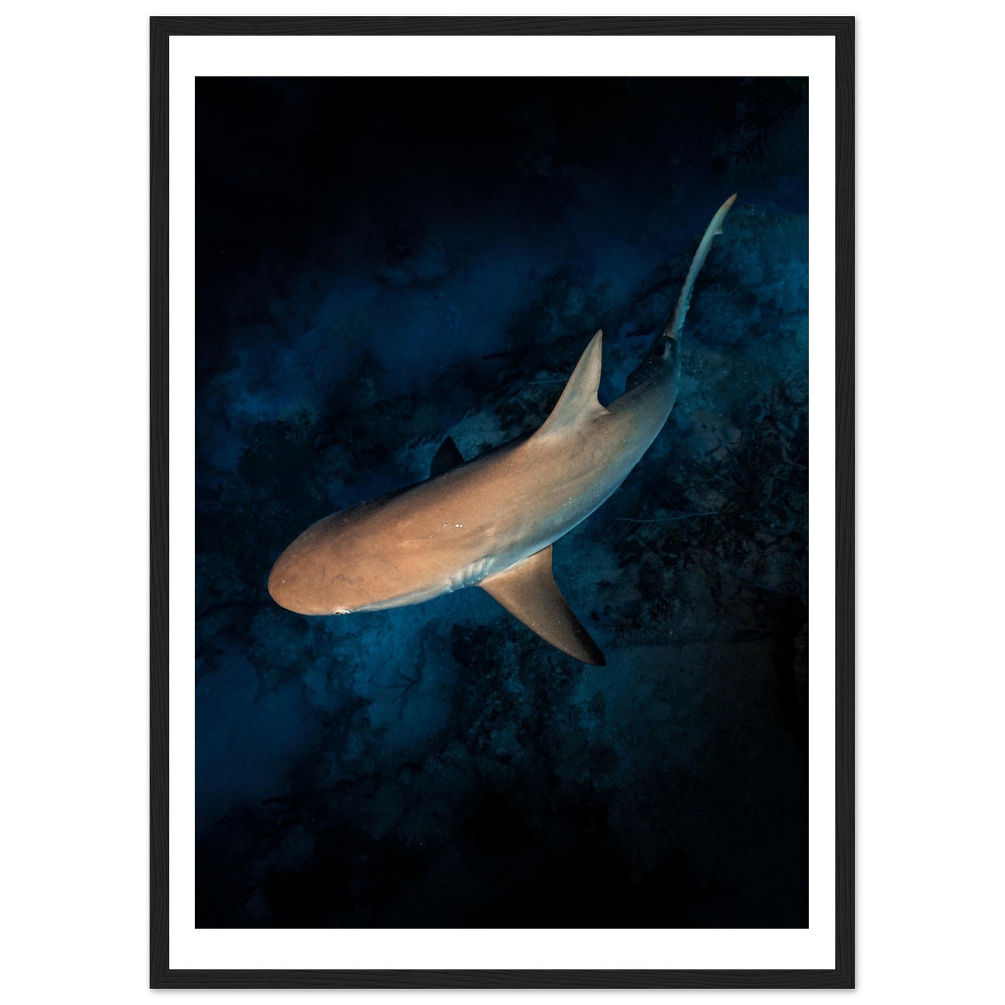 CURIOUS REEF SHARK - WOODEN FRAME