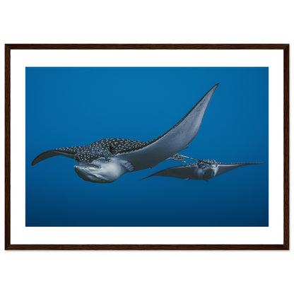 THE FLIGHT OF SPOTTED EAGLE RAYS - WOODEN FRAME