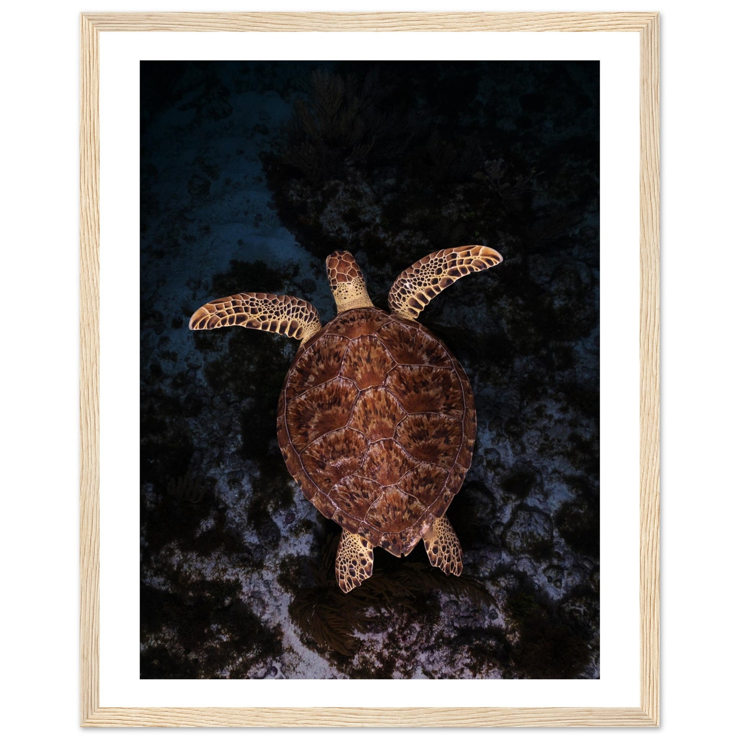 FLYING BABY TURTLE- WOODEN FRAME