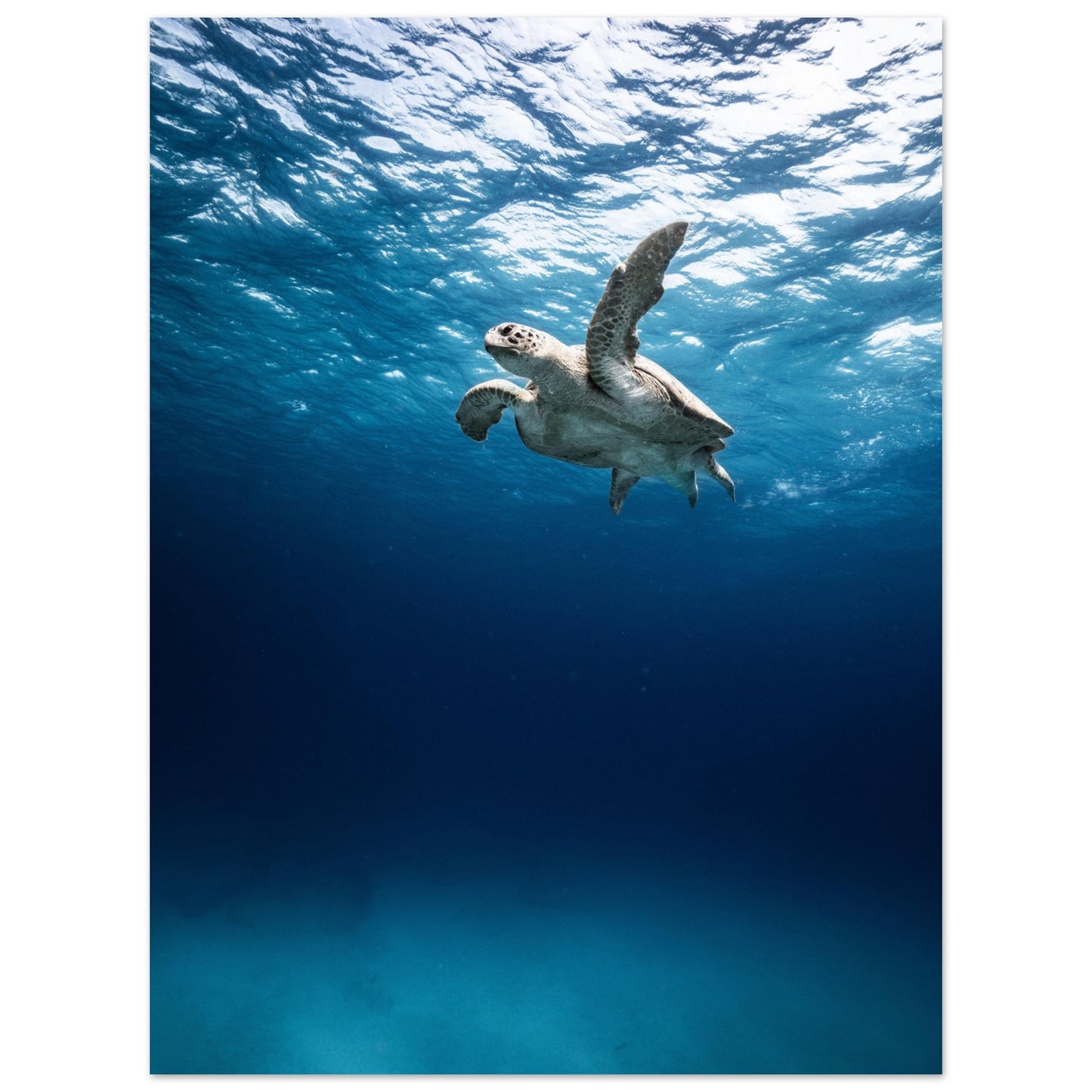 THE SEARCH OF MATE - TURTLE ODYSSEY - MATTE POSTER