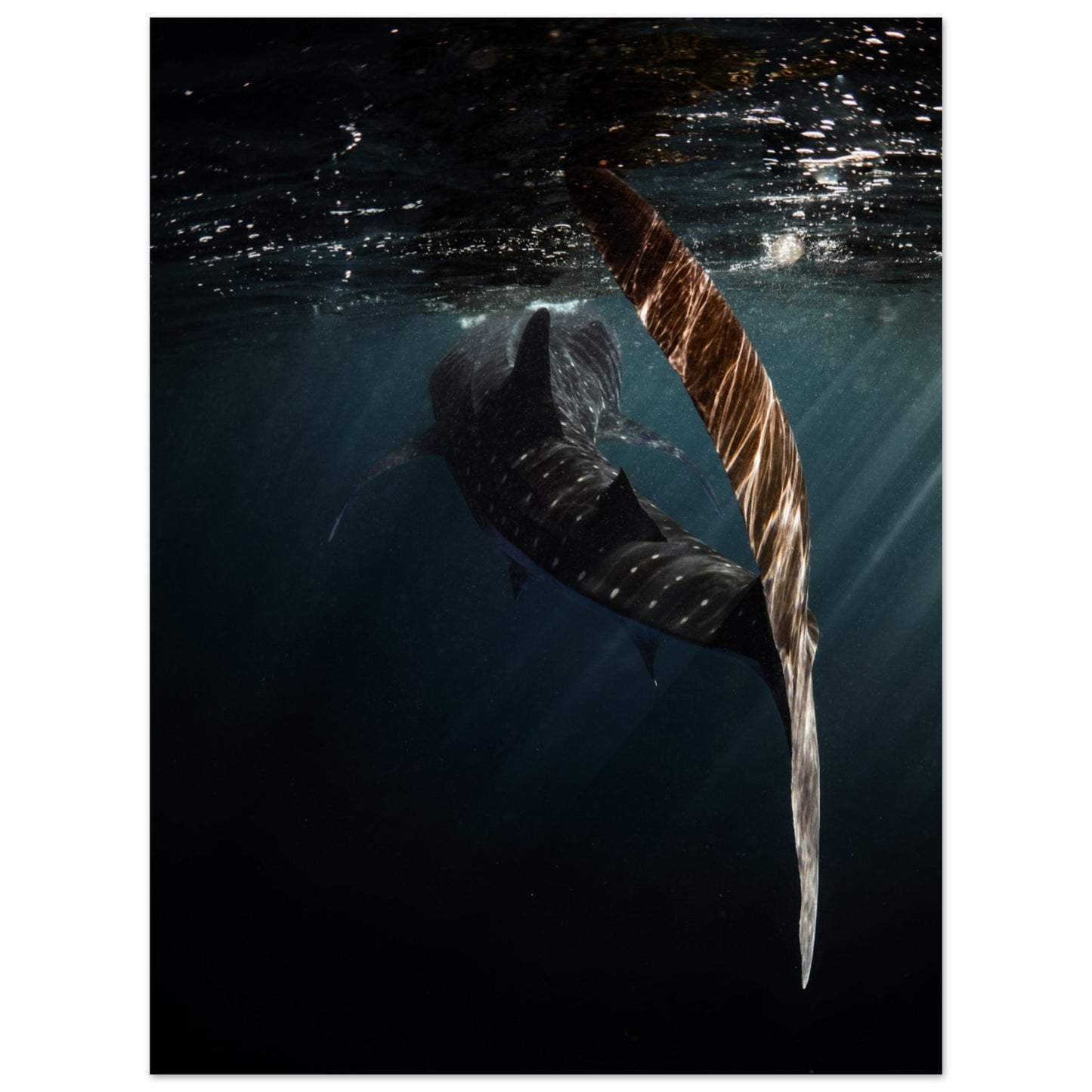 WHALE SHARK ENCOUNTER - MATTE POSTER