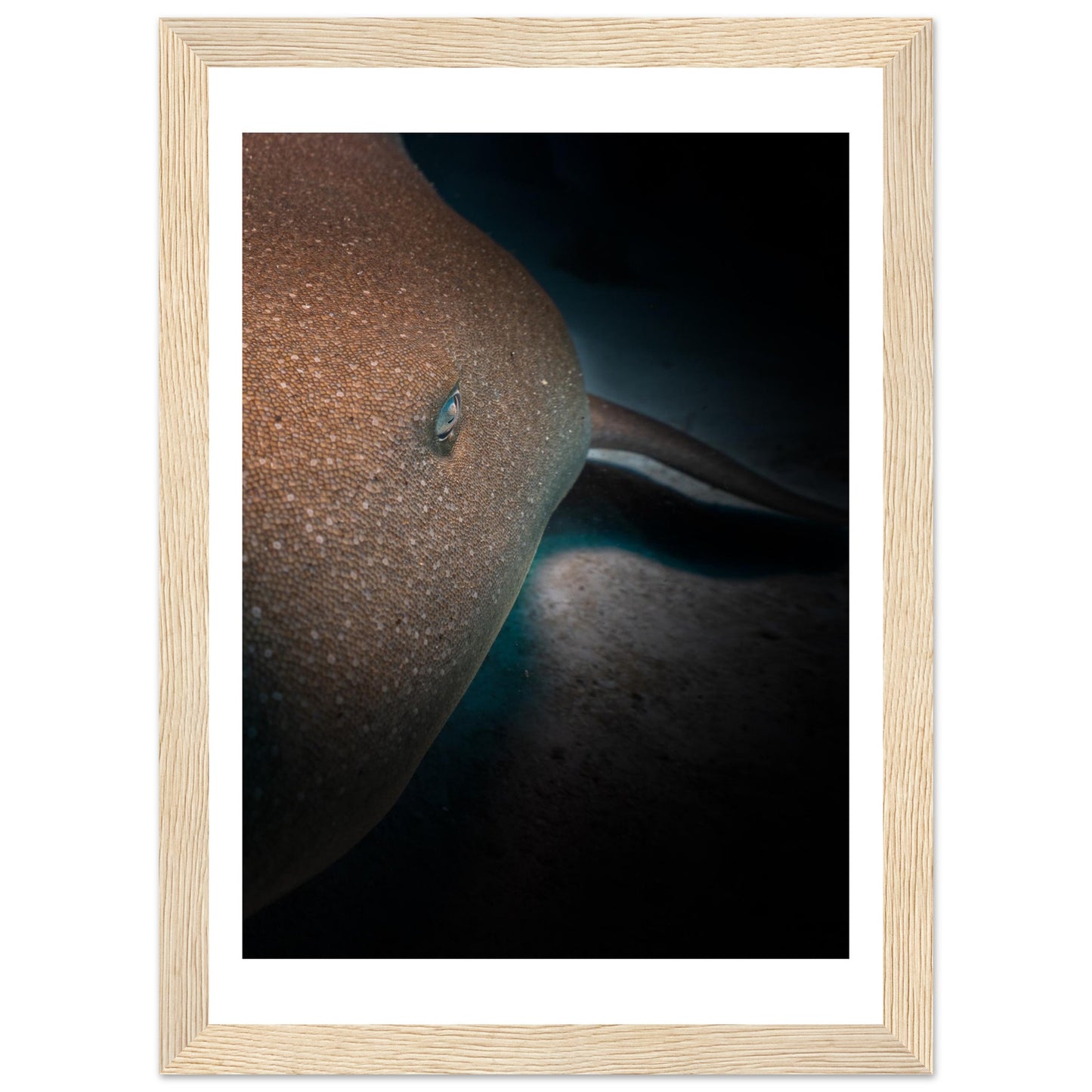 SLEEPING NURSE SHARK - WOODEN FRAME