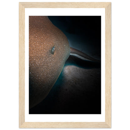 SLEEPING NURSE SHARK - WOODEN FRAME