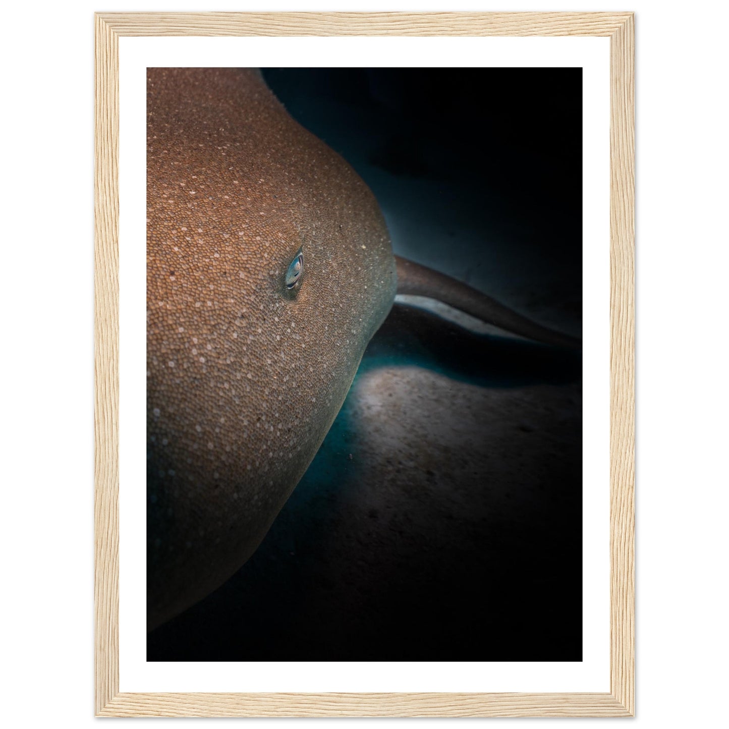 SLEEPING NURSE SHARK - WOODEN FRAME