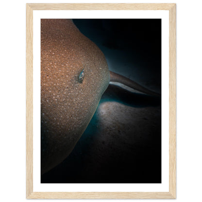 SLEEPING NURSE SHARK - WOODEN FRAME
