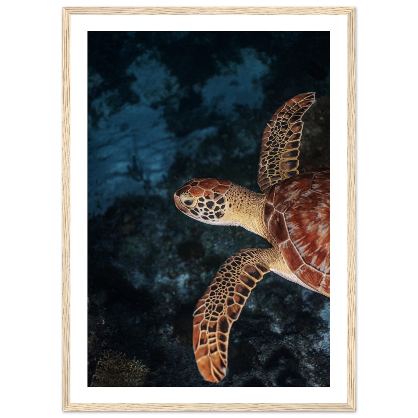 FLYING BABY TURTLE (PROFIL) - WOODEN FRAME