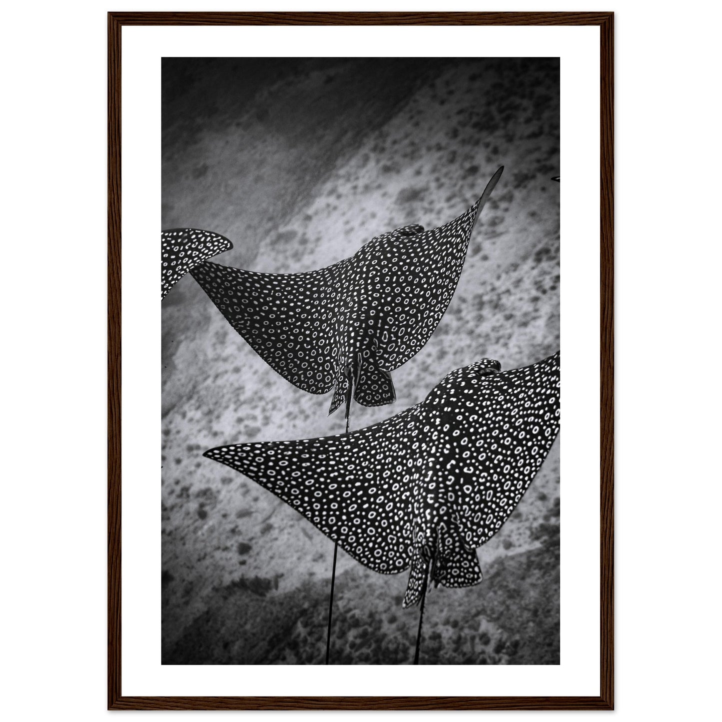 SPOTTED EAGLE RAY SQUAD - WOODEN FRAME
