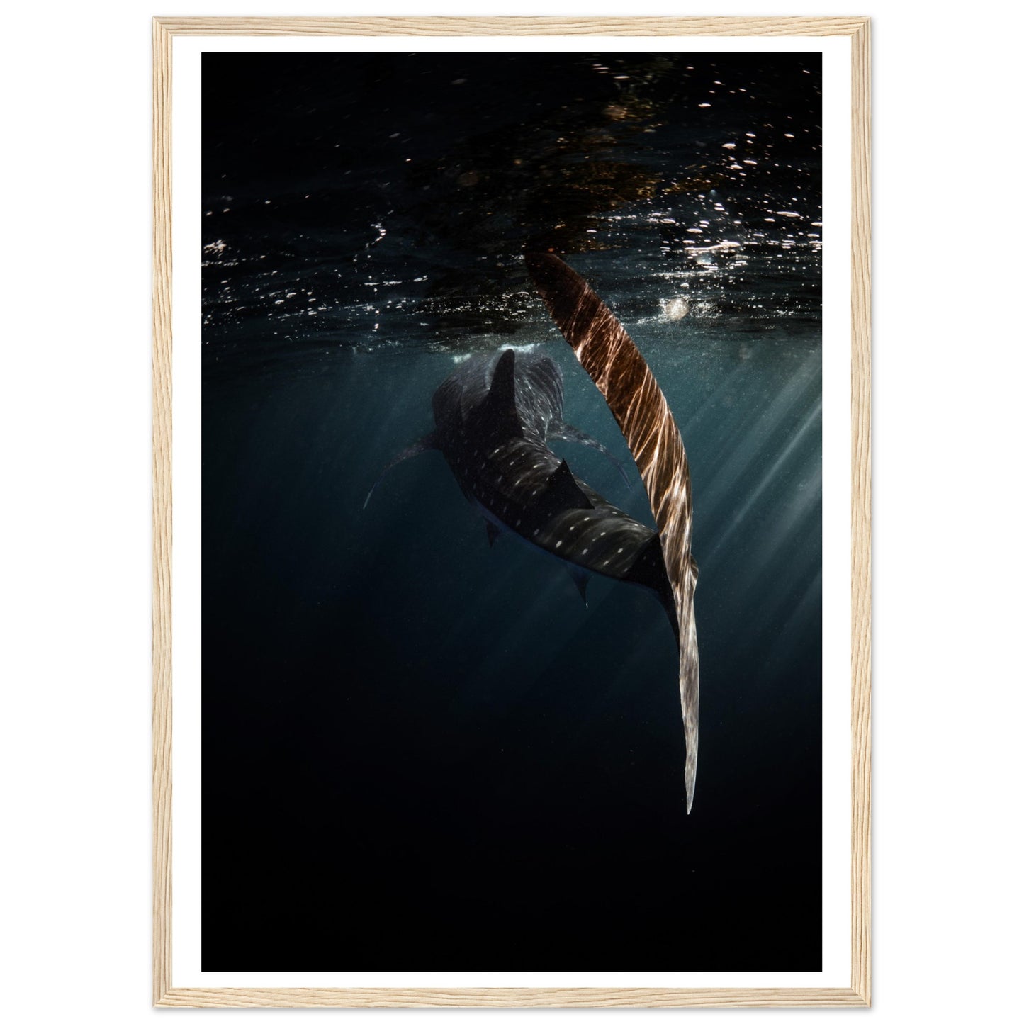 WHALE SHARK ENCOUNTER - WOODEN FRAME