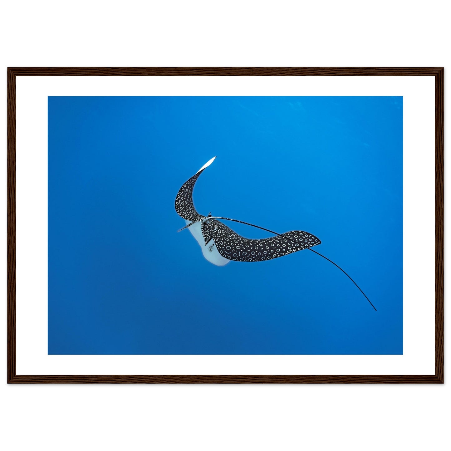 SPOTTED EAGLE RAY - WOODEN FRAME