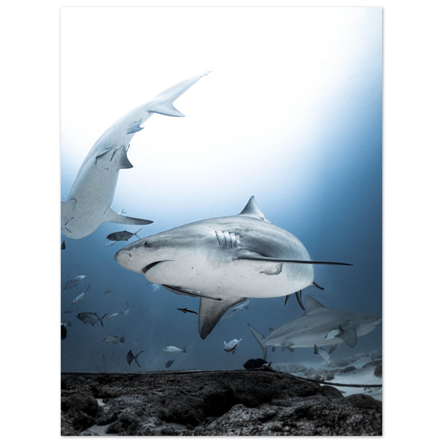 BULL SHARKS ENCOUNTER - MATTE POSTER