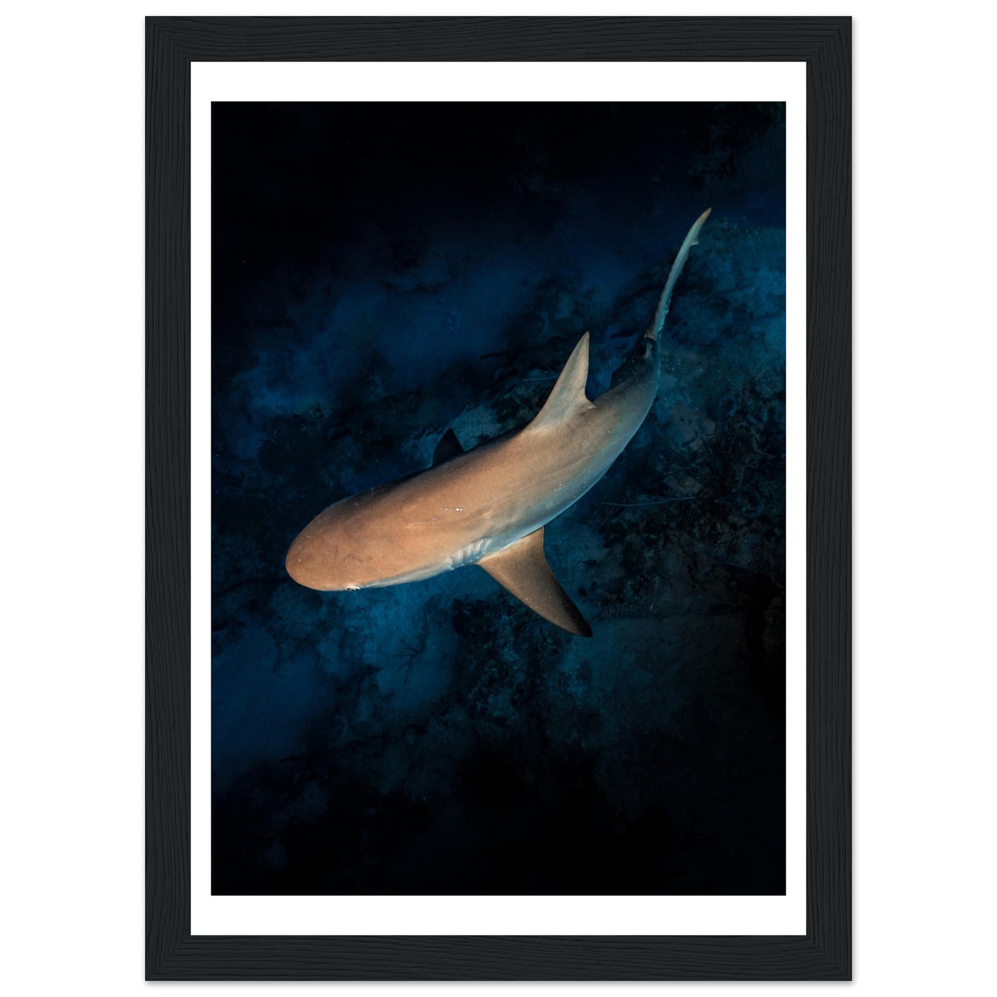 CURIOUS REEF SHARK - WOODEN FRAME