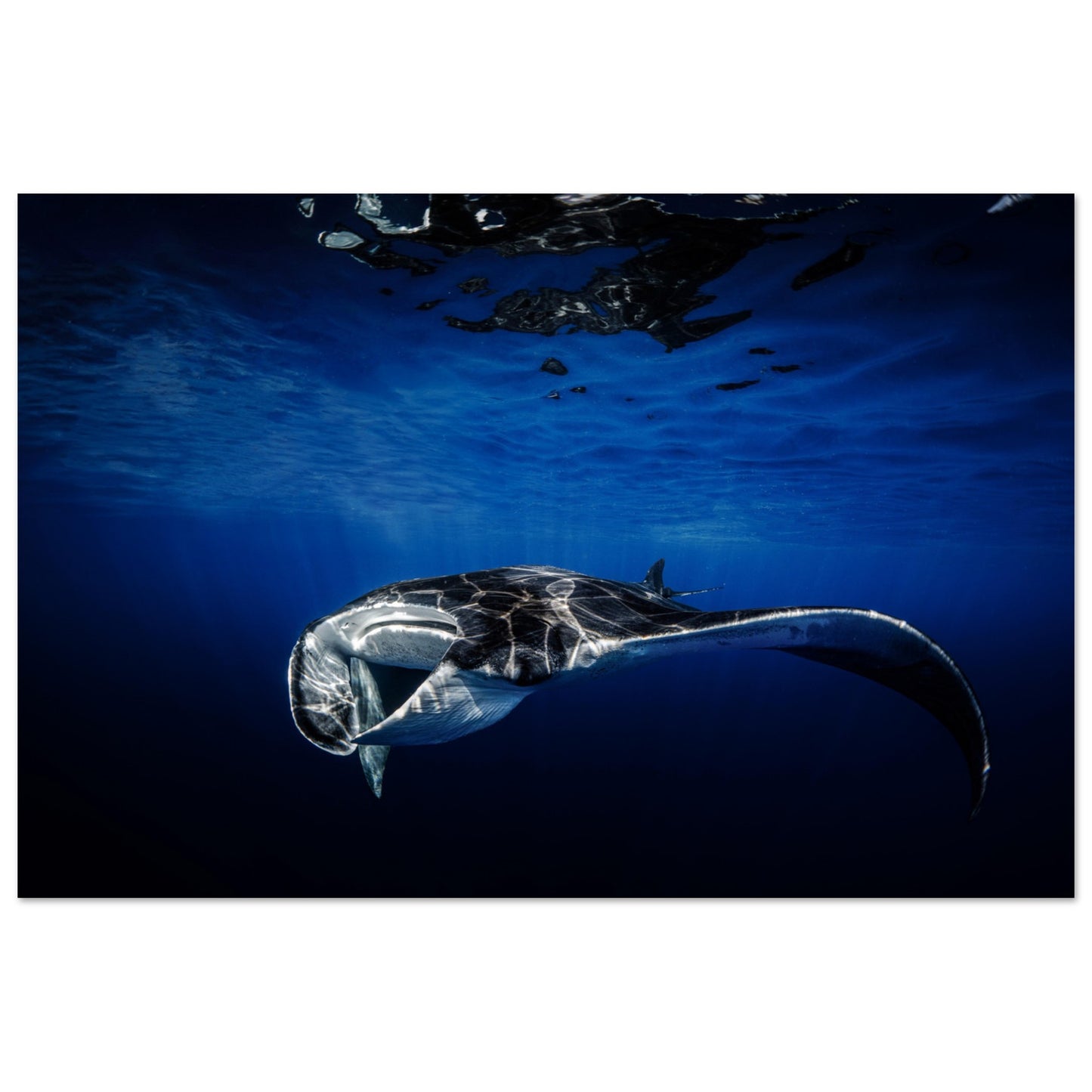 GIANT MANTA RAY - MATTE POSTER