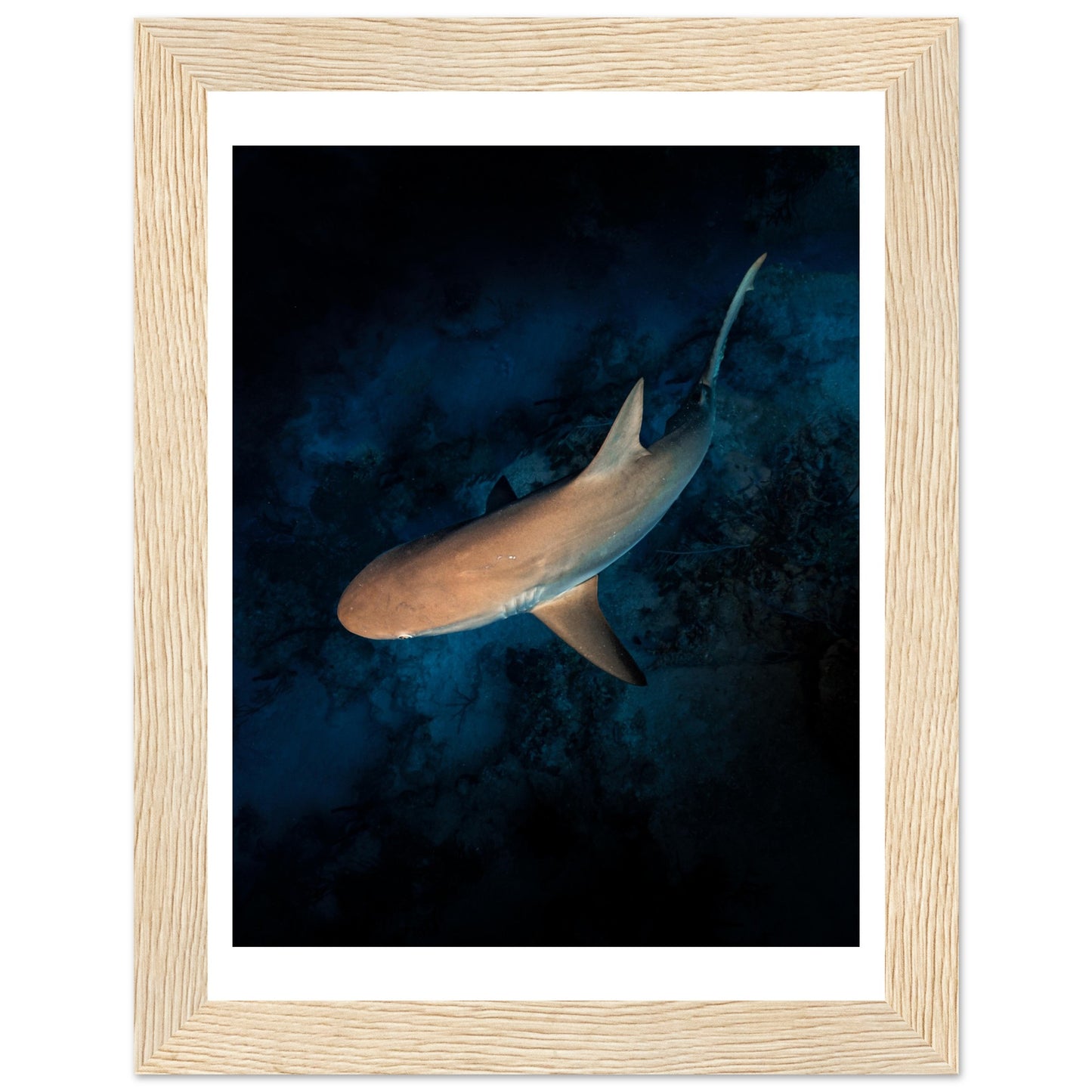 CURIOUS REEF SHARK - WOODEN FRAME