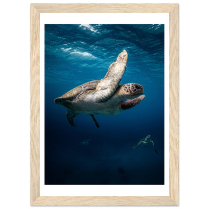 MATING SEA TURTLES - WOODEN FRAME
