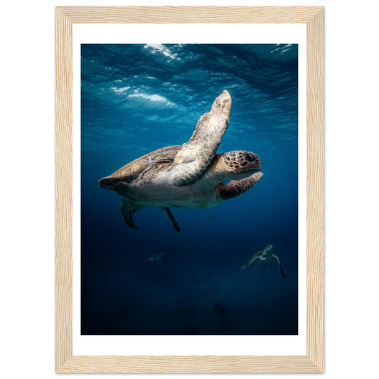 MATING SEA TURTLES - WOODEN FRAME