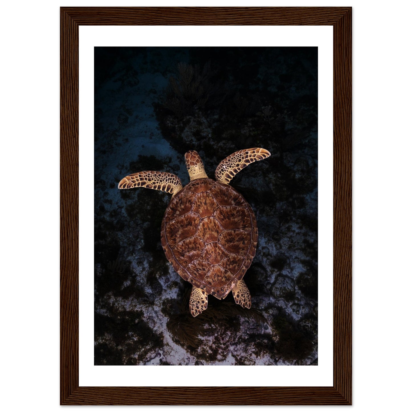 FLYING BABY TURTLE- WOODEN FRAME