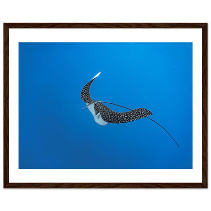 SPOTTED EAGLE RAY - WOODEN FRAME