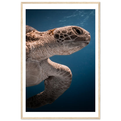BENEATH A TURTLE - WOODEN FRAME