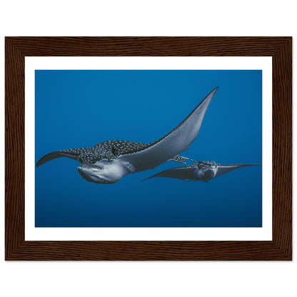 THE FLIGHT OF SPOTTED EAGLE RAYS - WOODEN FRAME